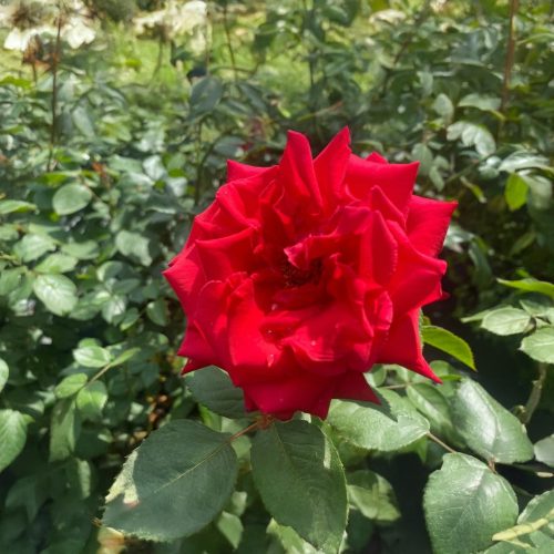 Rosa 'Laguna'® - Laguna futórózsa - Konténeres
