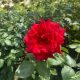 Rosa 'Laguna'® - Laguna futórózsa - Konténeres