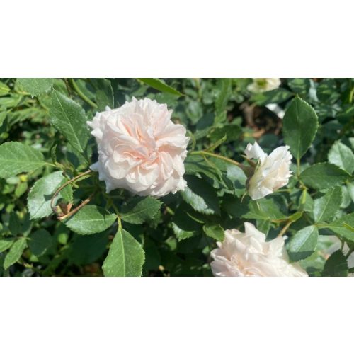 Rosa 'Larissa'® - Larissa rózsája - Konténeres