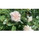 Rosa 'Larissa'® - Larissa rózsája - Konténeres