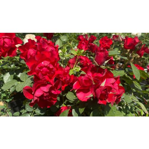 Black Forest Rose® - Feketeerdő rózsa - Konténeres