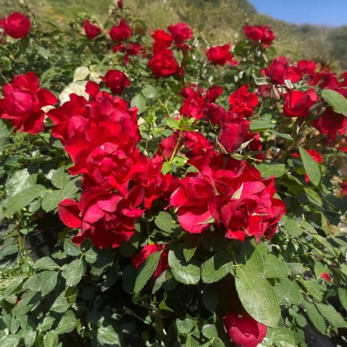 Black Forest Rose® - Feketeerdő rózsa - Konténeres