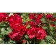 Black Forest Rose® - Feketeerdő rózsa - Konténeres