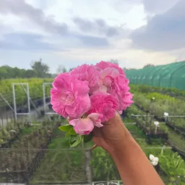 Rosa Jasmina® – Jasmina futórózsája - Konténeres