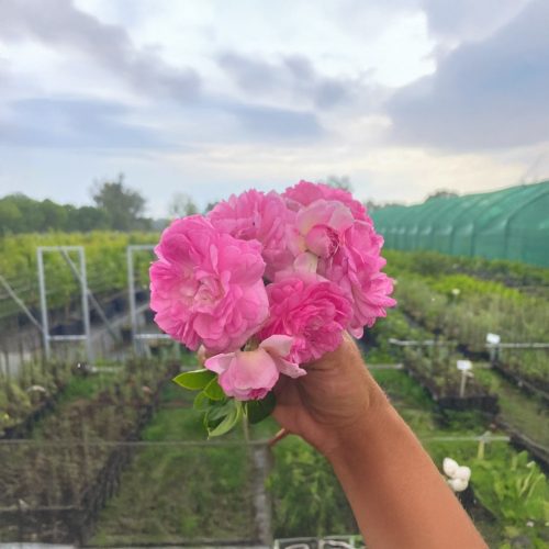 Rosa Jasmina® – Jasmina futórózsája - Konténeres