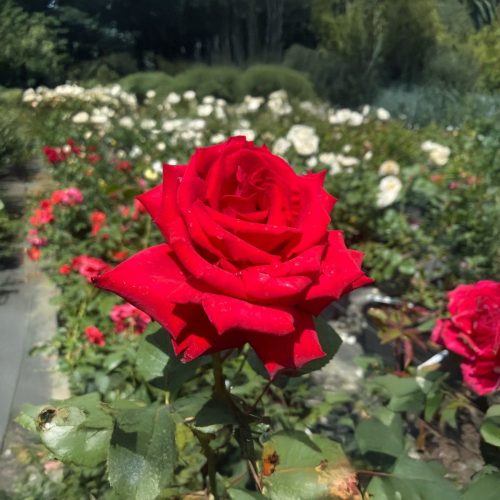 Rosa 'Grande Amore'® - Égő szerelem teahibrid rózsa - Konténeres