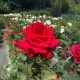 Rosa 'Grande Amore'® - Égő szerelem teahibrid rózsa - Konténeres
