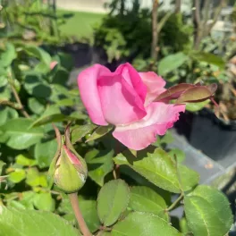   Rosa 'Beverly'® – Beverly rózsaszín teahibrid rózsa - Konténeres