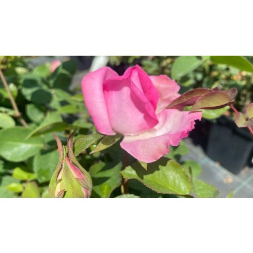 Rosa 'Beverly'® – Beverly rózsaszín teahibrid rózsa - Konténeres