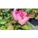 Rosa 'Beverly'® – Beverly rózsaszín teahibrid rózsa - Konténeres