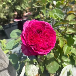   Rosa 'Freifrau Caroline'®- rózsaszín teahibrid rózsa - Konténeres