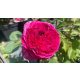 Rosa 'Freifrau Caroline'®- rózsaszín teahibrid rózsa - Konténeres