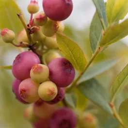 Pink Blueberry rózsaszín áfonya - Konténeres