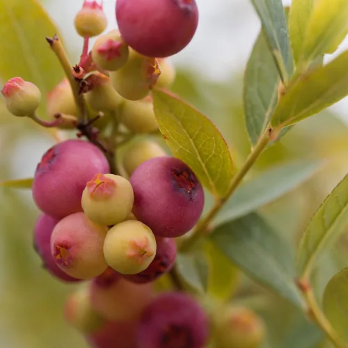 Pink Blueberry rózsaszín áfonya - Konténeres