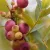 Pink Blueberry rózsaszín áfonya - Konténeres