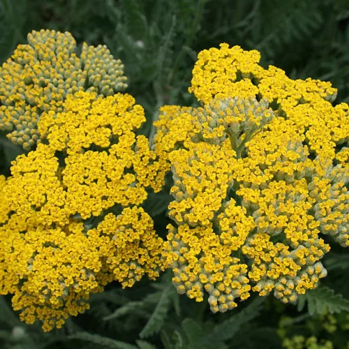 Illatos cickafark - Achillea filipendulina 'Coronation Gold'