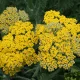 Illatos cickafark - Achillea filipendulina 'Coronation Gold'