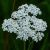 Hófehér cickafark - Achillea millefolium 'White Beauty'