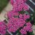 Rózsás cickafark - Achillea millefolium 'Dark Lilac Beauty'