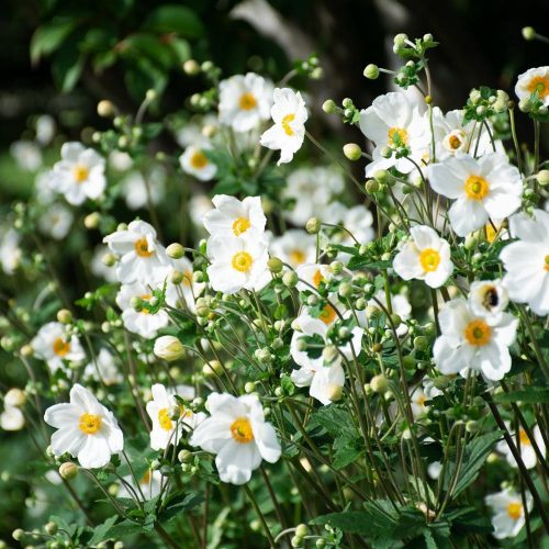 Hófehér szellőrózsa - Anemone × hybrida 'Honorine Jobert'