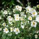 Hófehér szellőrózsa - Anemone × hybrida 'Honorine Jobert'