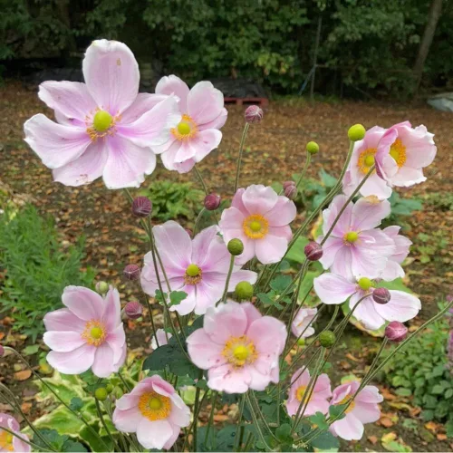 Rózsaszín szellőrózsa - Anemone × hybrida 'Cotton Candy'