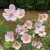 Rózsaszín szellőrózsa - Anemone × hybrida 'Cotton Candy'