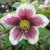 Hunyor - Helleborus x hybridus 'Pretty Eilen White Spotted' - Konténeres