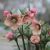 Keleti hunyor - Helleborus orientais 'Peach' - Konténeres