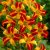 Hemerocallis 'Frans Hals' - Sásliliom