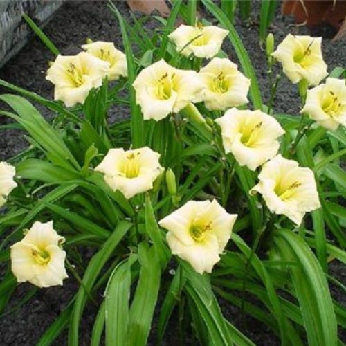 Hemerocallis 'Longfields Pearl' - Sásliliom