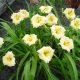 Hemerocallis 'Longfields Pearl' - Sásliliom