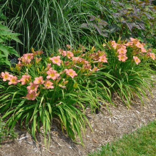 Hemerocallis 'On and On' - Sásliliom