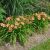 Hemerocallis 'On and On' - Sásliliom