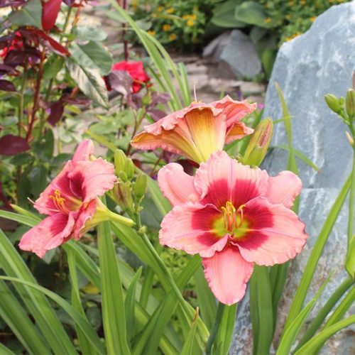 Stawberry Candy sásliliom - Hemerocallis 'Stawberry Candy'