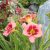 Stawberry Candy sásliliom - Hemerocallis 'Stawberry Candy'