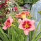 Stawberry Candy sásliliom - Hemerocallis 'Stawberry Candy'