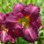 Hemerocallis 'SILOAM Royal Prince' - Sásliliom
