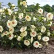 Hibiscus moscheuto SummerificTM Franch Vanilla - Konténeres