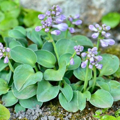Hosta 'Blue Mouse Ears' - Törpe árnyékliliom