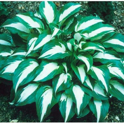 Hosta 'Night Before Christmas' - Árnyékliliom