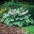 Hosta sieboldiana 'Frances Williams' - Árnyékliliom