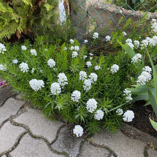 Örökzöld tatárvirág - Iberis sempervirens