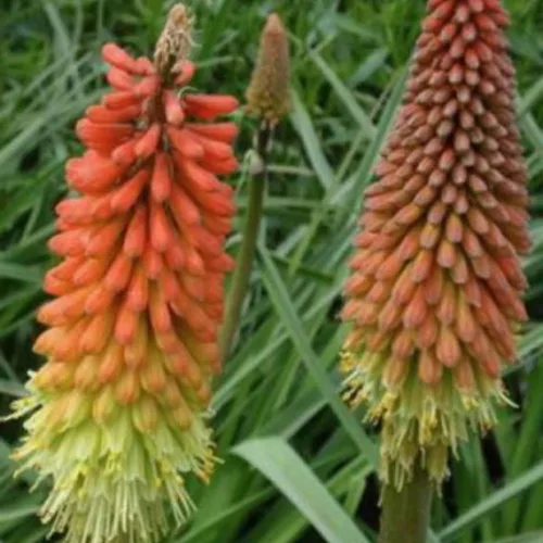 Kniphophia uvaria 'Flamenco' - Fáklyavirág