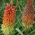 Kniphophia uvaria 'Flamenco' - Fáklyavirág