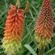 Kniphophia uvaria 'Flamenco' - Fáklyavirág