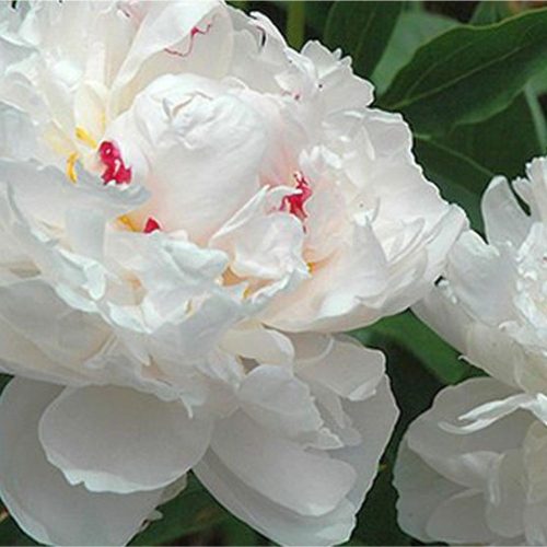Paeonia lactiflora 'Avalanche' - Illatos fehér bazsarózsa