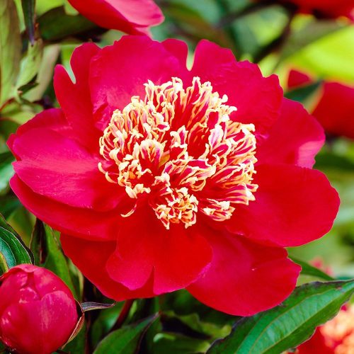 Paeonia lactiflora 'Charles Burgess' - Illatos piros bazsarózsa