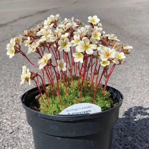 Anders-kőtörőfű - Saxifraga × arendsii 