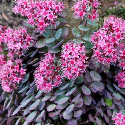 Sedum cauticola ‘Bertram Anderson’ - Japán varjúháj